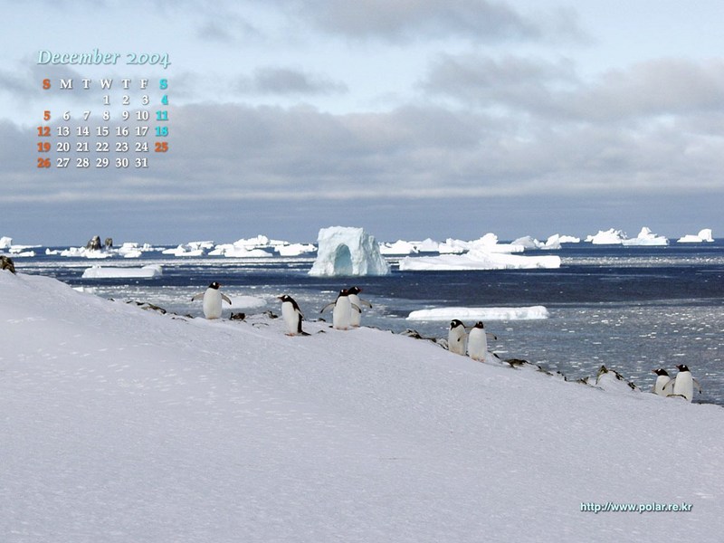 KOPRI Calendar 2004.12: Gentoo Penguins (Pygoscelis papua); DISPLAY FULL IMAGE.