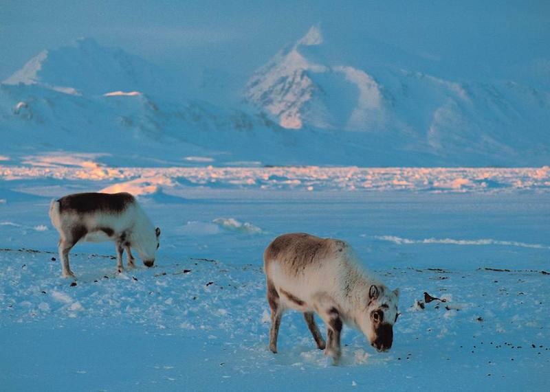 [Arctic Animals] Grazing Reindeer; DISPLAY FULL IMAGE.