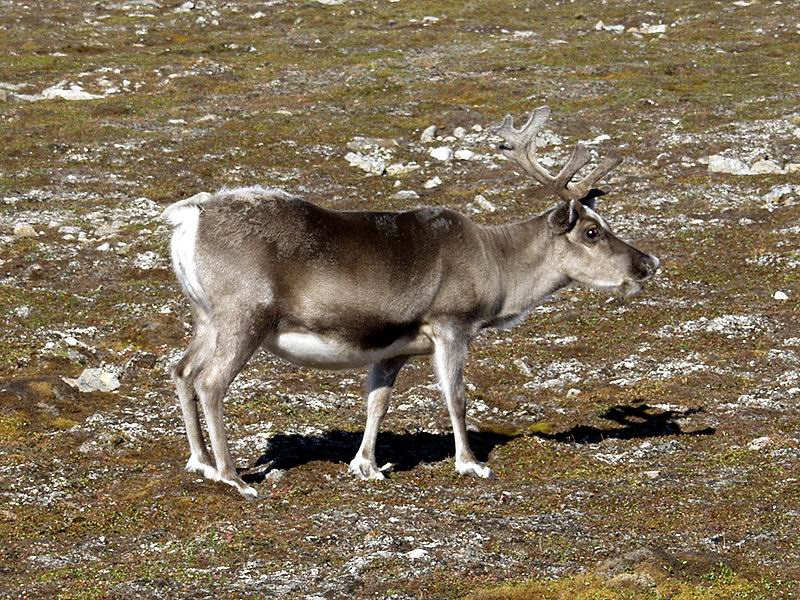 [Arctic Animals] Reindeer (Rangifer tarandus); DISPLAY FULL IMAGE.