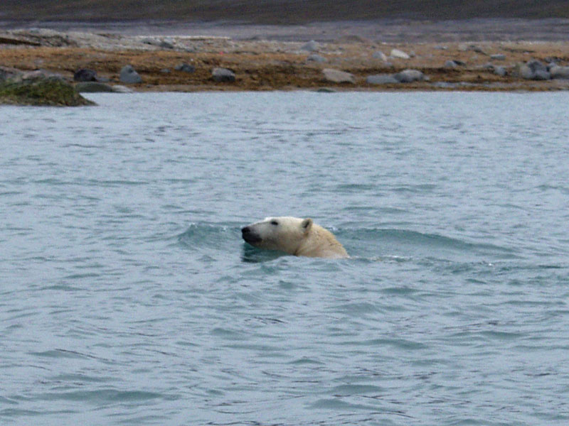 [Arctic Animals] Polar Bear swimming; DISPLAY FULL IMAGE.