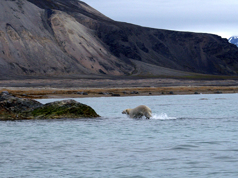 [Arctic Animals] Polar Bear going ashore; DISPLAY FULL IMAGE.