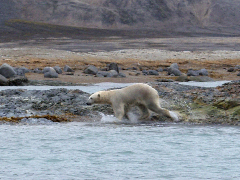 [Arctic Animals] Polar Bear running ashore; DISPLAY FULL IMAGE.