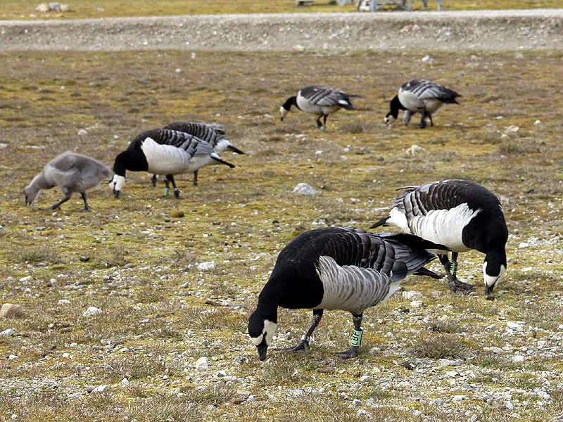 [Arctic Animals] Barnacle Goose (Branta leucopsis) flock; DISPLAY FULL IMAGE.