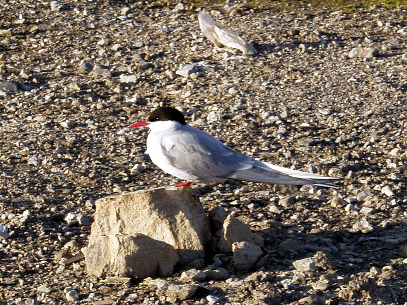 [Arctic Animals] Arctic Tern (Sterna paradisaea); DISPLAY FULL IMAGE.