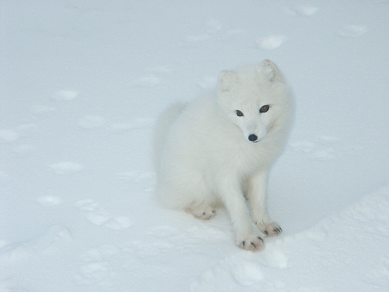 [Arctic Animals] Arctic Fox (Alopex lagopus) - white phase; DISPLAY FULL IMAGE.