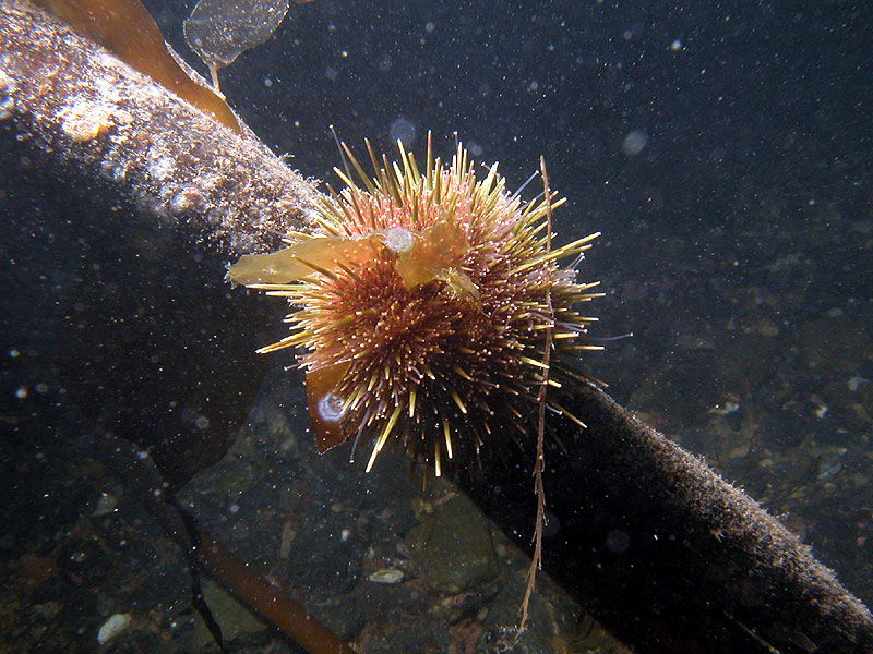 [Arctic Underwater] Sea Urchin; DISPLAY FULL IMAGE.