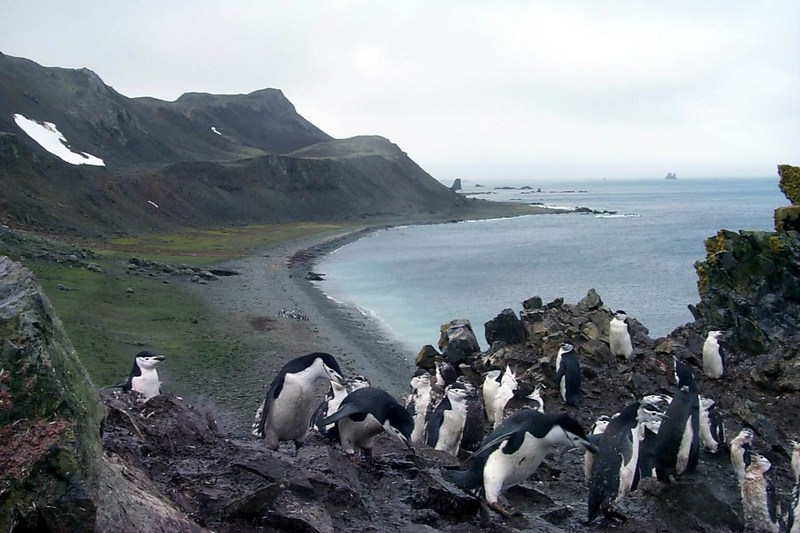 [Antarctic Animals] Chinstrap Penguin (Pygoscelis antarctica); DISPLAY FULL IMAGE.