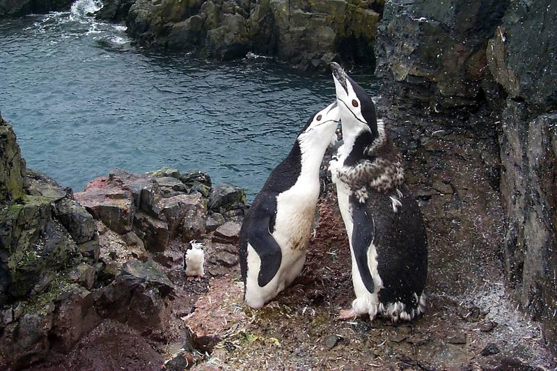 [Antarctic Animals] Chinstrap Penguins (Pygoscelis antarctica) in molting; DISPLAY FULL IMAGE.