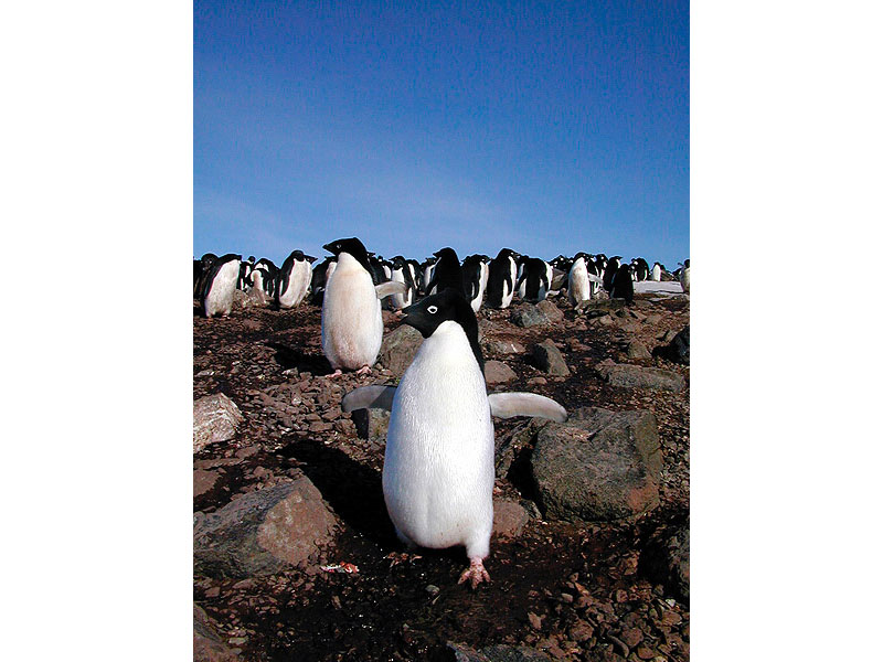 [Antarctic Animals] Adelie Penguins (Pygoscelis adeliae); DISPLAY FULL IMAGE.