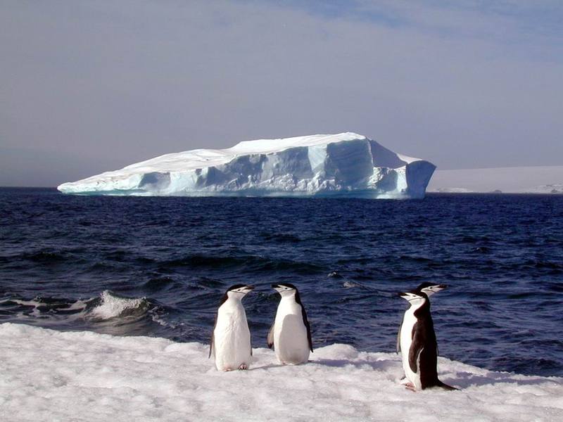 [Antarctic Animals] Chinstrap Penguins (Pygoscelis antarctica); DISPLAY FULL IMAGE.