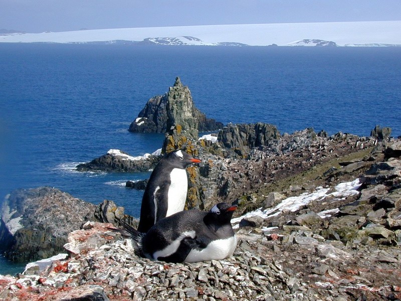 [Antarctic Animals] Gentoo Penguins (Pygoscelis papua) incubating; DISPLAY FULL IMAGE.