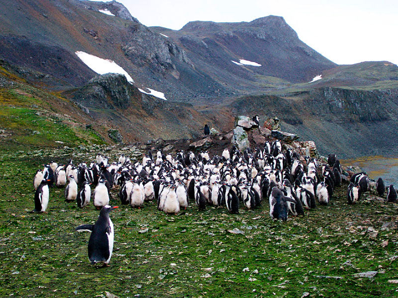 [Antarctic Animals] Gentoo Penguins (Pygoscelis papua) - molting juveniles; DISPLAY FULL IMAGE.