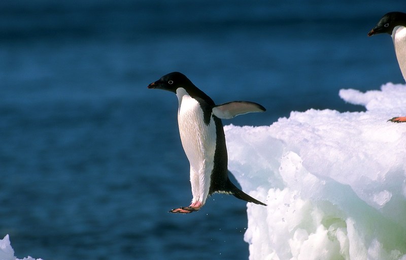 [Antarctic Animals] Adelie Penguin (Pygoscelis adeliae); DISPLAY FULL IMAGE.