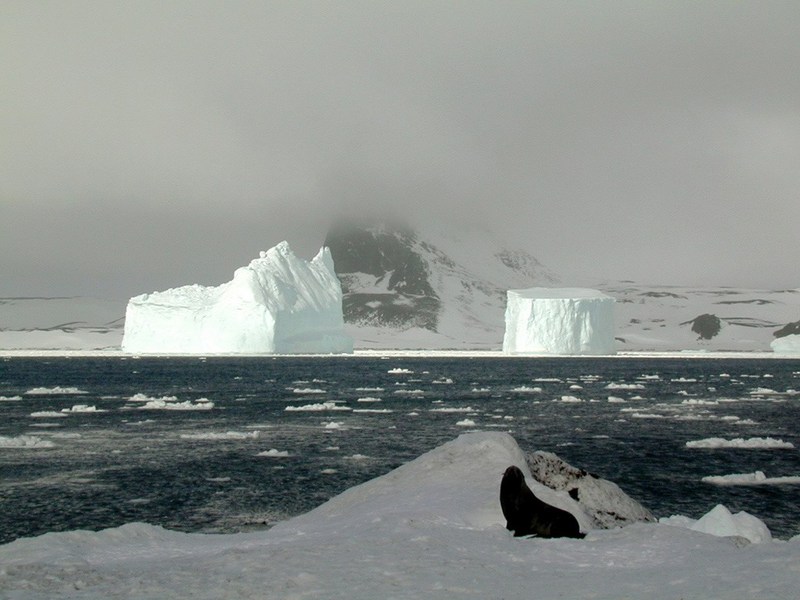 [Antarctic Animals] Antarctic Fur Seal (Arctocephalus gazella); DISPLAY FULL IMAGE.