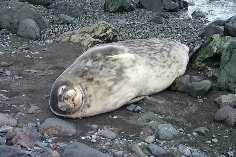 [Antarctic Animals] Weddell Seal (Leptonychotes weddelli); DISPLAY FULL IMAGE.