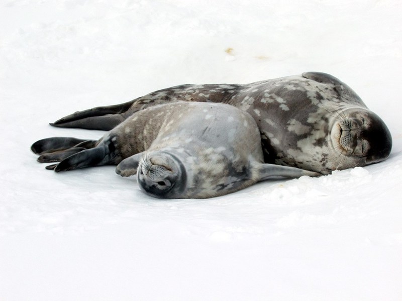 [Antarctic Animals] Weddell Seals (Leptonychotes weddelli); DISPLAY FULL IMAGE.