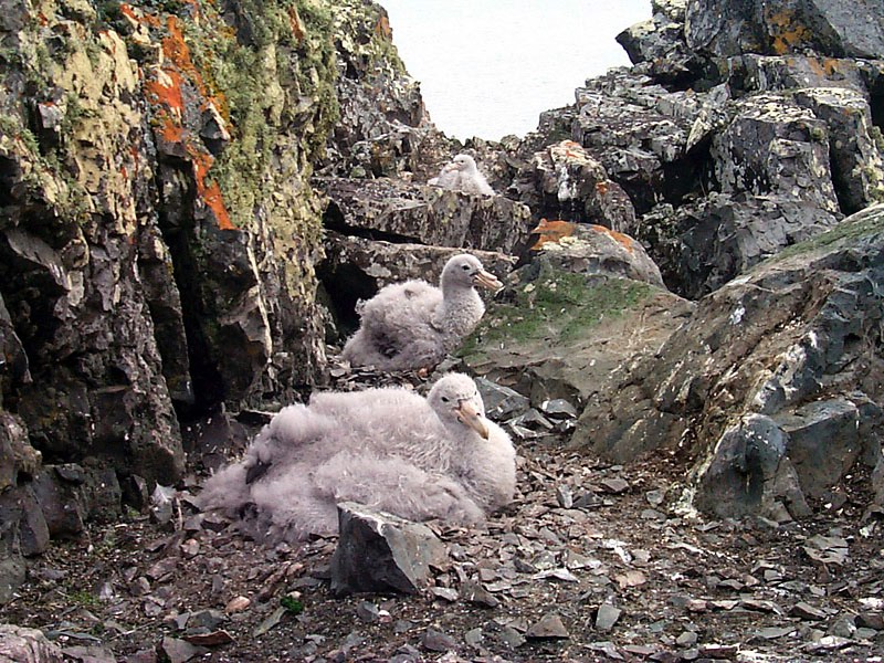 [Antarctic Animals] Greater shearwater (Puffinus gravis) chicks; DISPLAY FULL IMAGE.