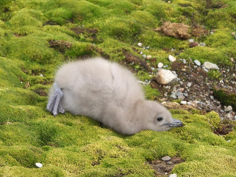 [Antarctic Animals] Antarctic Skua (Catharacta maccormicki); DISPLAY FULL IMAGE.