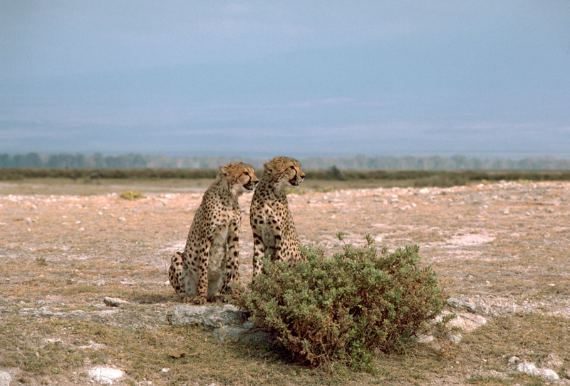 Cheetah (Acinonyx jubatus){!--치타--> pair; DISPLAY FULL IMAGE.