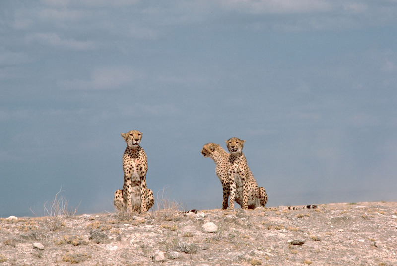 Cheetah (Acinonyx jubatus){!--치타--> trio; DISPLAY FULL IMAGE.