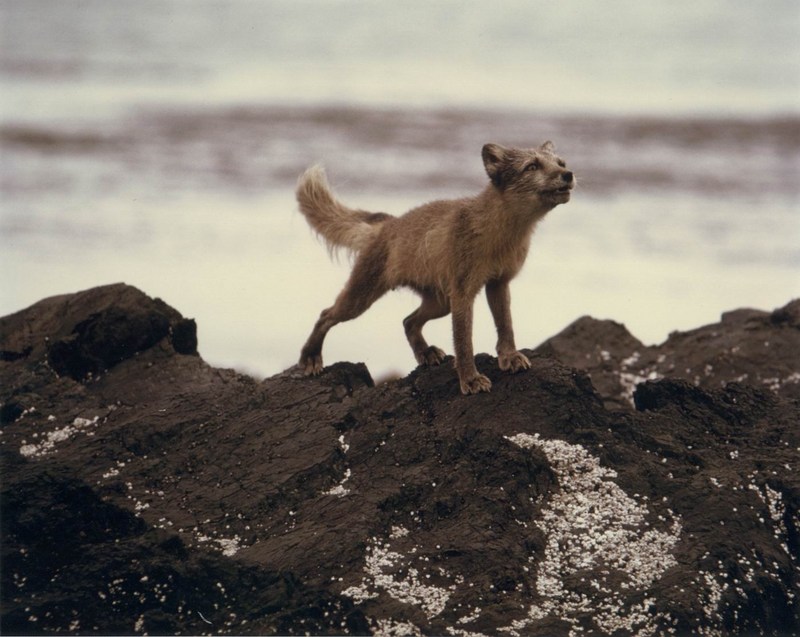Arctic Fox (Alopex lagopus){!--북극여우--> - Alaska Maritime National Wildlife Refuge; DISPLAY FULL IMAGE.