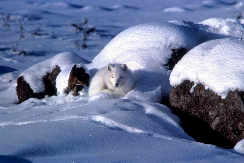 Arctic Fox (Alopex lagopus){!--북극여우/흰여우--> - Alaska; DISPLAY FULL IMAGE.