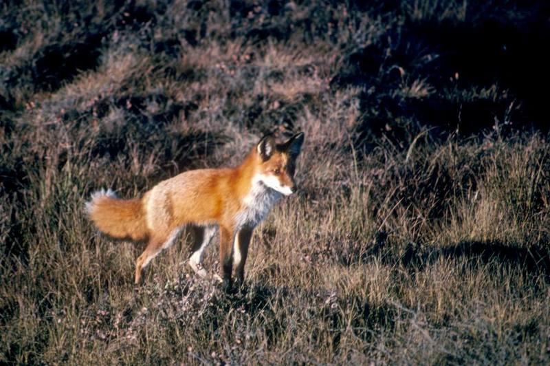 American Red Fox (Vulpes vulpes){!--미국 붉은여우-->; DISPLAY FULL IMAGE.