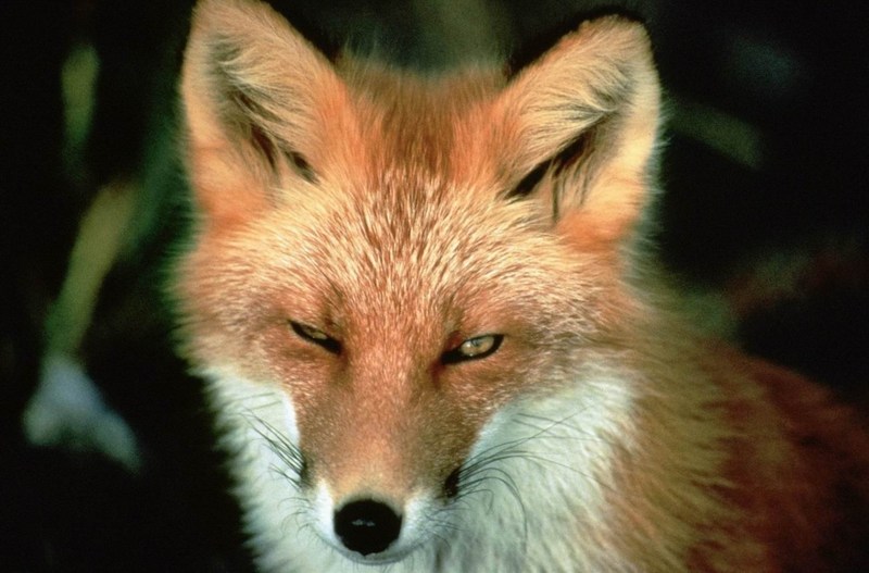 American Red Fox (Vulpes vulpes){!--미국 붉은여우--> face; DISPLAY FULL IMAGE.