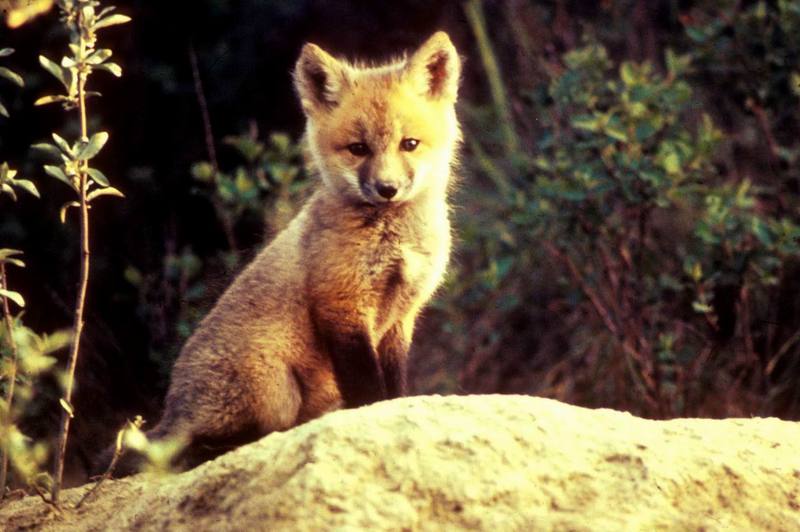 American Red Fox (Vulpes vulpes){!--미국 붉은여우--> pup; DISPLAY FULL IMAGE.