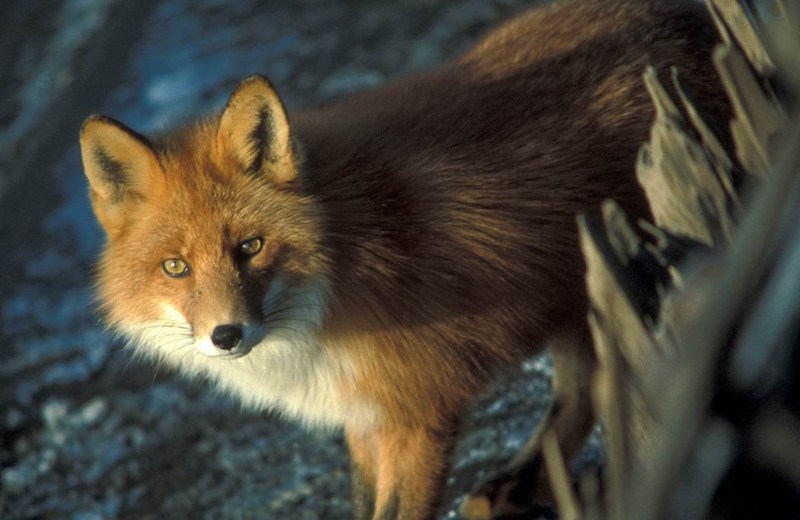 American Red Fox (Vulpes vulpes){!--미국 붉은여우--> at Shipwreck, Courtney Ford; DISPLAY FULL IMAGE.