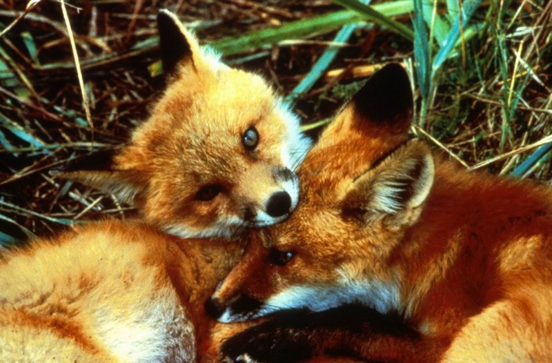 American Red Fox (Vulpes vulpes){!--미국 붉은여우--> kits; DISPLAY FULL IMAGE.