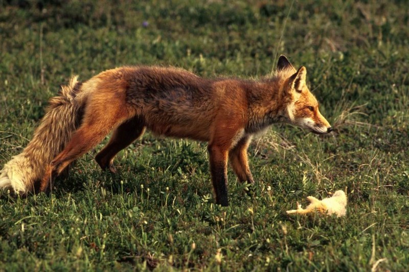 American Red Fox (Vulpes vulpes){!--미국 붉은여우--> with prey; DISPLAY FULL IMAGE.