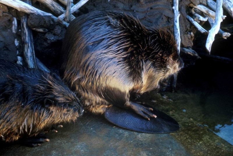 American Beaver (Castor canadensis){!--비버, beavers--> pair; DISPLAY FULL IMAGE.