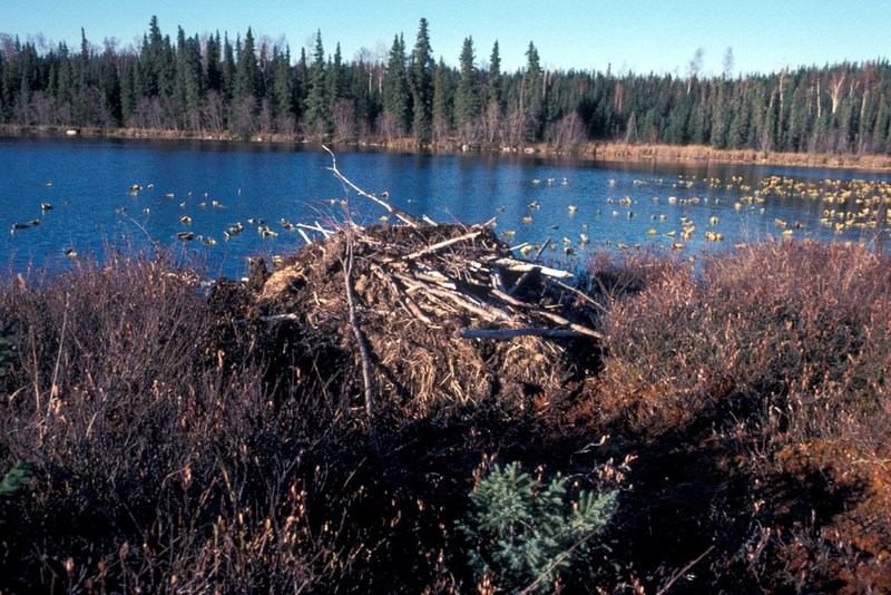 American Beaver (Castor canadensis){!--비버 집/굴-->: Beaver Lodge on Martin Lake; DISPLAY FULL IMAGE.