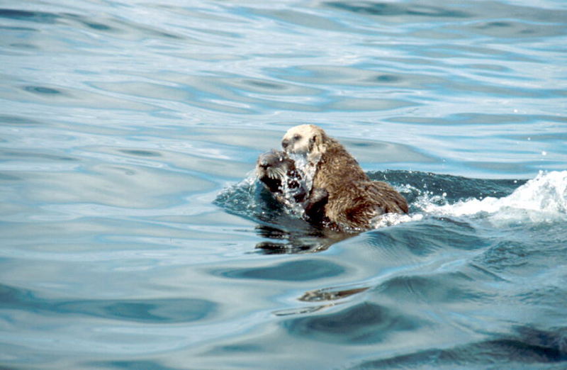 Sea Otter (Enhydra lutris){!--해달/바다수달--> pup riding mom; DISPLAY FULL IMAGE.