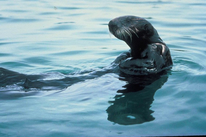 Sea Otter (Enhydra lutris){!--해달/바다수달-->; DISPLAY FULL IMAGE.