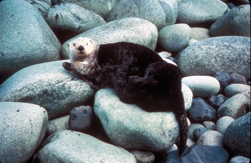 Sea Otter (Enhydra lutris){!--해달/바다수달--> on large pebbles; DISPLAY FULL IMAGE.