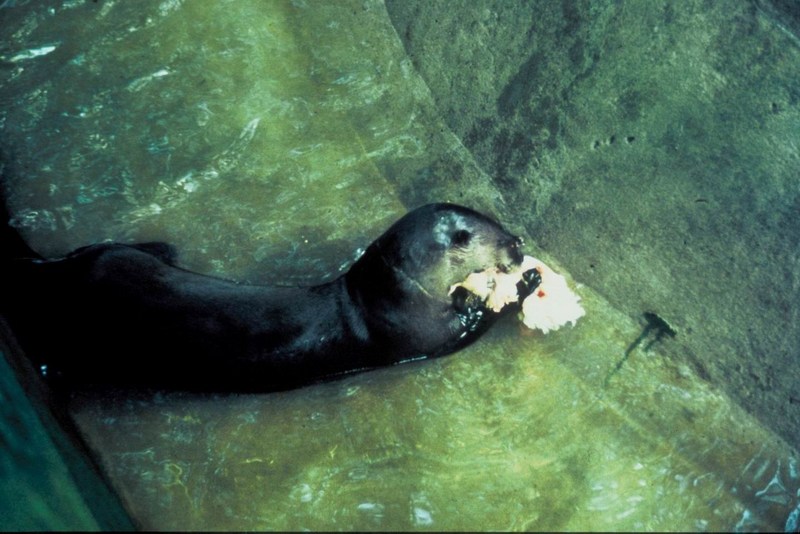 Brazilian Giant Otter (Pteronura brasiliensis){!--큰수달--> in zoo; DISPLAY FULL IMAGE.