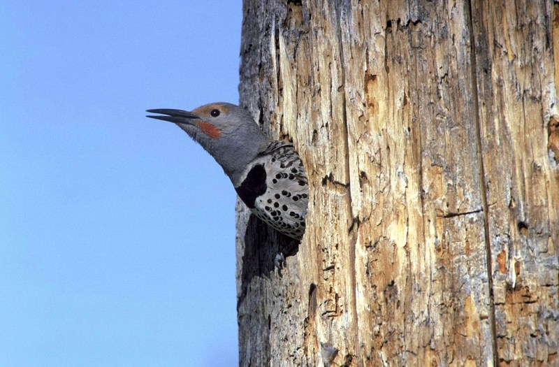 Northern Flicker (Colaptes auratus){!--쇠부리딱다구리--> head out of tree hole; DISPLAY FULL IMAGE.