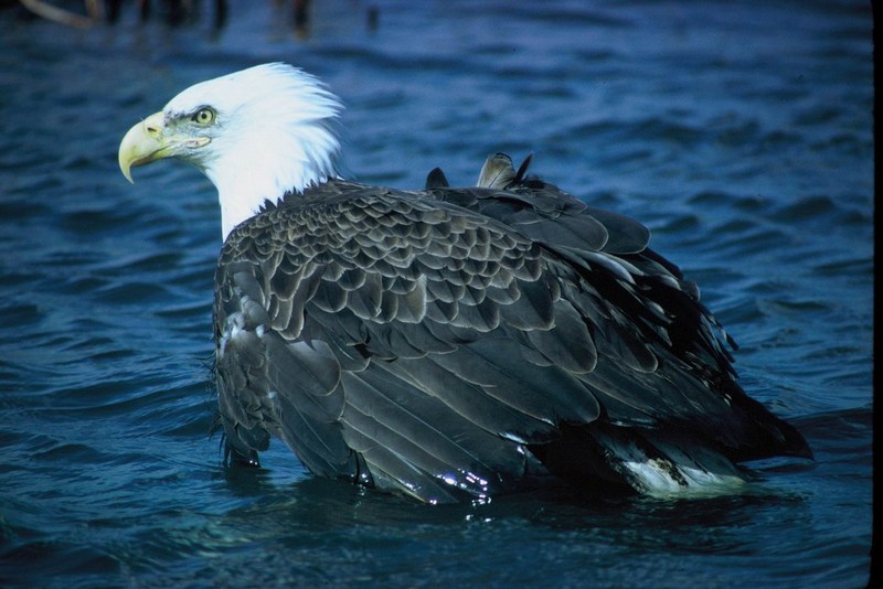 Bald Eagle (Haliaeetus leucocephalus){!--흰머리수리-->; DISPLAY FULL IMAGE.