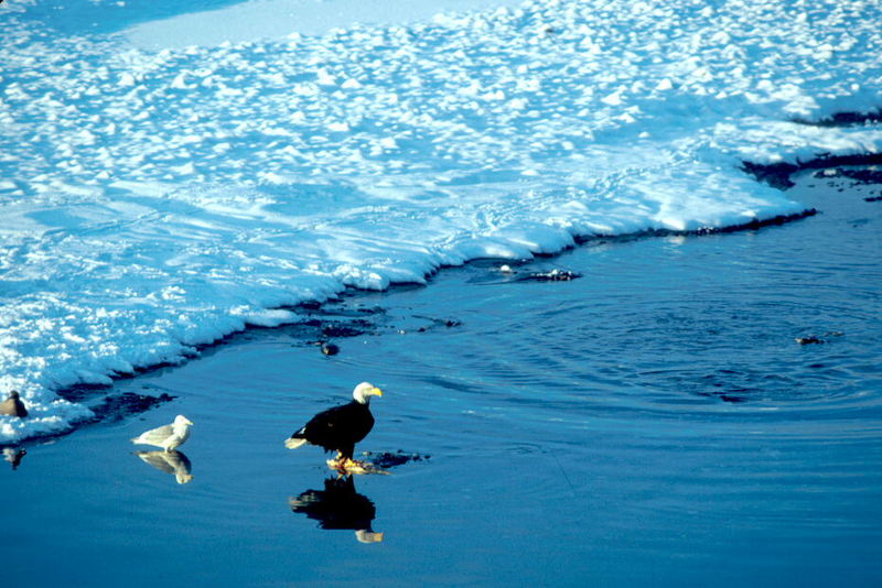 Bald Eagle (Haliaeetus leucocephalus){!--흰머리수리--> and Gulls on shore; DISPLAY FULL IMAGE.