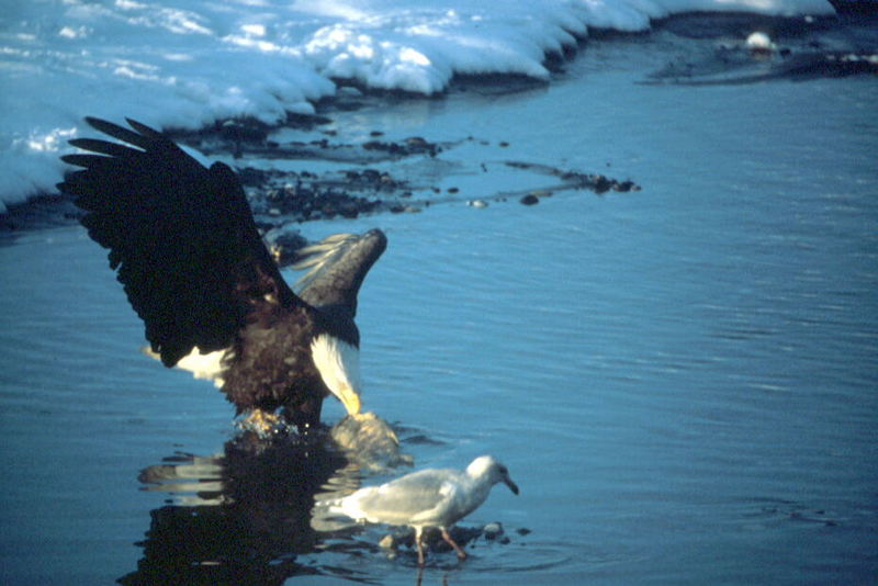 Bald Eagle (Haliaeetus leucocephalus){!--흰머리수리--> and gull; DISPLAY FULL IMAGE.