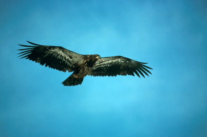Bald Eagle (Haliaeetus leucocephalus){!--흰머리수리--> juvenile in flight; DISPLAY FULL IMAGE.