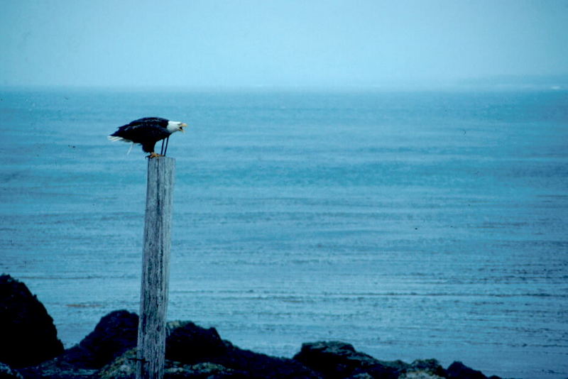 Bald Eagle (Haliaeetus leucocephalus){!--흰머리수리--> perched; DISPLAY FULL IMAGE.