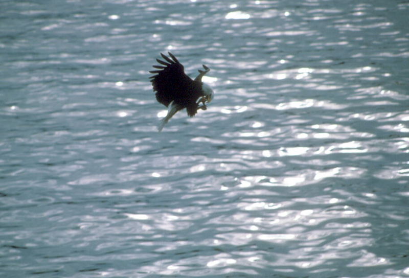 Bald Eagle (Haliaeetus leucocephalus){!--흰머리수리--> in flight; DISPLAY FULL IMAGE.