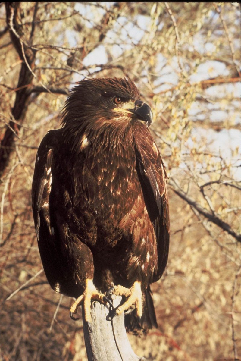 Bald Eagle (Haliaeetus leucocephalus){!--흰머리수리--> juvenile perching; DISPLAY FULL IMAGE.