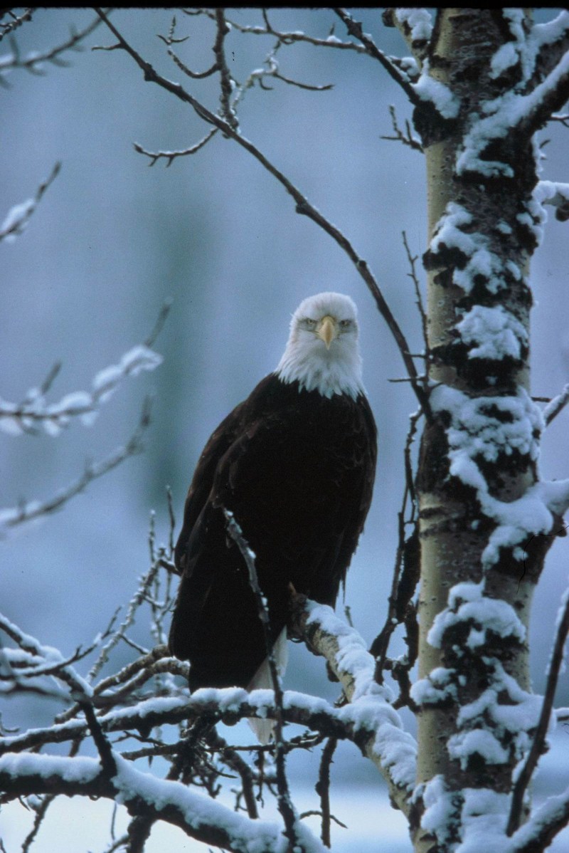 Bald Eagle (Haliaeetus leucocephalus){!--흰머리수리--> perching on snow tree; DISPLAY FULL IMAGE.