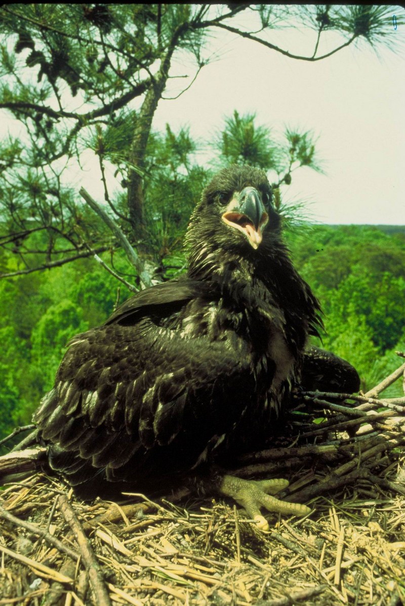 Bald Eagle (Haliaeetus leucocephalus){!--흰머리수리--> chick; DISPLAY FULL IMAGE.