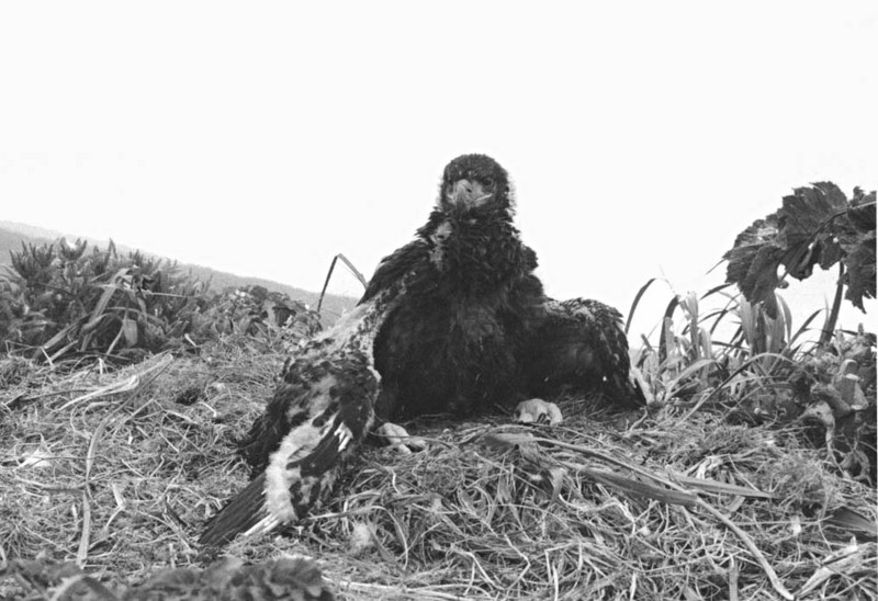Bald Eagle (Haliaeetus leucocephalus){!--흰머리수리--> chick in nest; DISPLAY FULL IMAGE.