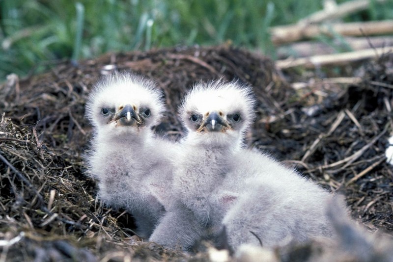 Bald Eagle (Haliaeetus leucocephalus){!--흰머리수리--> chicks; DISPLAY FULL IMAGE.